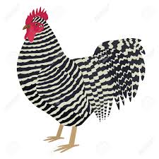 Check spelling or type a new query. Plymouth Rock Rooster Breed Of Chickens Vector Illustration Isolated Royalty Free Cliparts Vectors And Stock Illustration Image 166205505