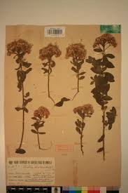 Image result for Pluchea dioscoridis