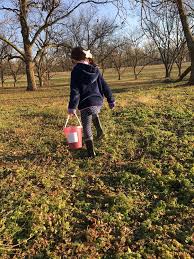 Maybe you would like to learn more about one of these? Pecan Picking The Abundant Life Project