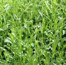 Image result for Lobelia anceps