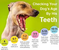 checking your dog s age by his teeth if you adopted your dog