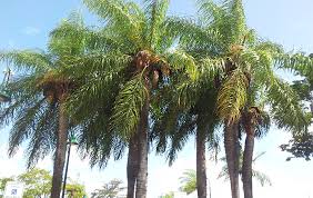 This translates to â€˜elephant plantâ€™, and gets its name from the size of the fruit and the similarity it shares with elephant ivory. Corozo The Fashiongton Post