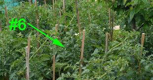 We did not find results for: 8 Tomato Plant Growing Mistakes Do You Make Any
