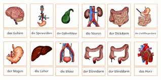 Jeden tag werden tausende neue, hochwertige bilder hinzugefügt. Korper Teil 2 Krabbelwiese Grundschule Unterrichtsmaterial Sachunterricht Grundschule