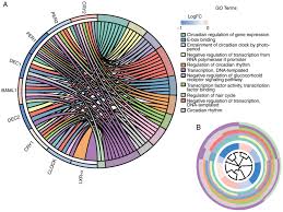 An Impaired Hepatic Clock System Effects Lipid Metabolism In