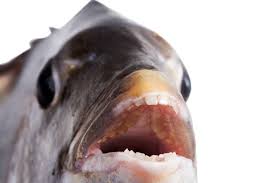 Check spelling or type a new query. The Sheepshead Fish Has Human Teeth But It S Okay Because It Won T Give You A Psychedelic Crisis Scientific American Blog Network