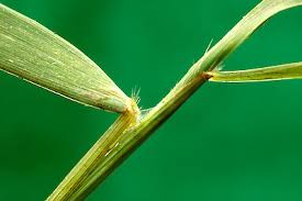 Image result for Oplismenus hirtellus