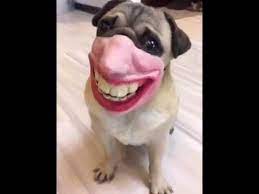 Pug Wearing Funny Face Mask And Laughing Funny Face Mask Dog Mask Funny Mask Trending pictures show chinese citizens giving their cats and dogs advanced protections using face masks and various daily items, including plastic sheets, cups and even chinese people prevent their pets from catching coronavirus using face masks, plastic bags, paper cups and even socks.