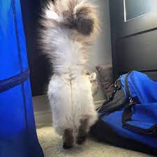 Pin On Animals Adorbs