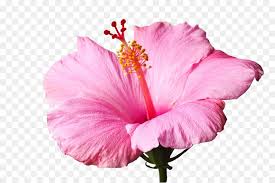 Pink Hibiscus Flower Png Free Pink Hibiscus Flower Png Transparent Images 90536 Pngio Rinhoo elegant hibiscus flower brooch pink purple pearl flower alloy brooch pins dress coat scarves accessories charm jewelry. pink hibiscus flower png transparent