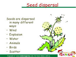 Flowers for diana is in a mission in kindergarten 2 (game). Flower Parts Functions For Kids