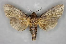 Image result for Cossus cossus