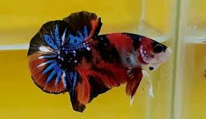 Red koi galaxy multicolor grade warna udah full blok, siap kawin size: 5 Jenis Ikan Cupang Koi Terpopuler Di Tahun 2019 Informasi Ikan Hias Air Tawar Dan Laut Ikanhiasku Net