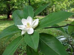 Sweetbay Magnolia Magnolia Virginiana Sweetbay Magnolia Flower Magnolia