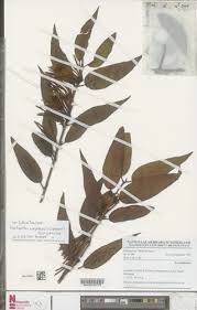 Image result for Tapinanthus dependens