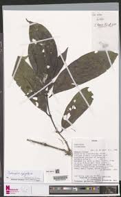 Image result for Belonophora coffeoides