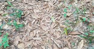 Yet, the snake really is there. Can You Find Snake In This Picture Puzzle Answer
