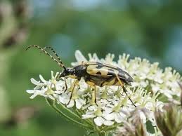 Image result for Brownleea maculata