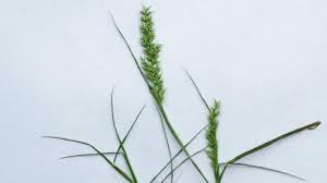 Image result for Agrostis