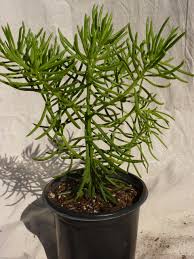 Image result for Senecio propior