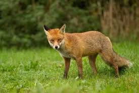 Homemade Repellent For A Fox Ehow Cat Repellant Mammals Animals