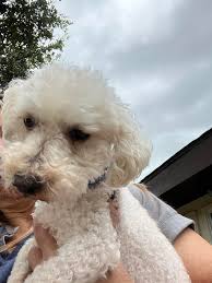 Found small male poodle in Springhill subdivision