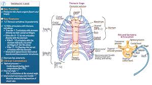 The rib cage functions as protection for the vital organs such as the heart and lungs. Thoracic Cage Draw It To Know It