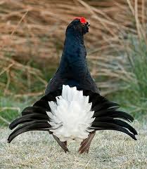 Pin By Elena Blanes On En El Aire Scottish Animals Beautiful Birds Birds