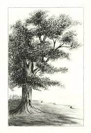 How to draw trees ?? Oak Tree Charcoal Drawing Charcoal Drawing Landscape Drawings Tree Drawing
