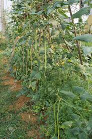 Pole beans grow vertically on a support and are generally easier to. Yard Long Bean Yard Long Bean Trees Long Bean Garden Growing Stock Photo Picture And Royalty Free Image Image 75608175