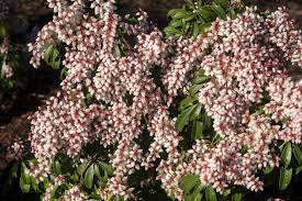 Image result for Pieris japonský bonfire obrázek