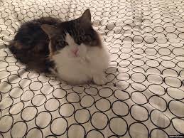 Angry Cat Ok Cat Angry Cat Ok Cat Gif On Imgur Angry Cat Cute Animals Cats