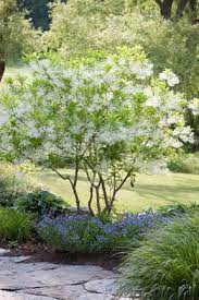 White Fringe Tree With Amsonia Blue Star Beneath It Fringe Tree Texas Native Plants White Plants