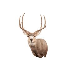 With the ears laid back, the mount can appear like. Mule Deer Md101 Our Work Kanati Studio