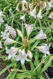 Image result for Crinum macowanii