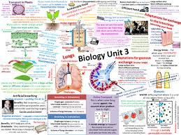 Pin On Igcse Biology