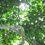 Image result for Strombosiopsis tetrandra