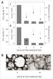 Maybe you would like to learn more about one of these? Analysis Of Papaya Cell Wall Related Genes During Fruit Ripening Indicates A Central Role Of Polygalacturonases During Pulp Softening