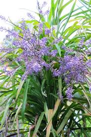 Image result for Cordyline stricta