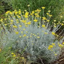 Image result for Helichrysum lastii