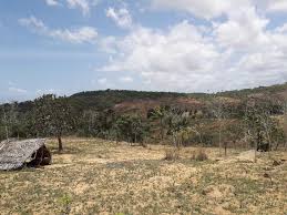 Image result for Vitellariopsis kirkii