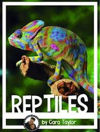 Reptiles Colorful Animals Worlds Cutest Animals Reptiles