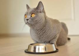 Treatment for separation anxiety in cats falls into two main categories, behavioral modification and medication. What Do I Do With My Cat If I Go On Vacation Expert Recommendations