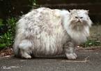 Fluffy Cat Breeds (White, Orange, Gray)