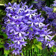 Image result for Petrea volubilis