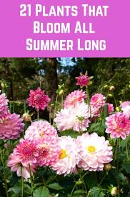 Maybe you would like to learn more about one of these? Pin On Gardening