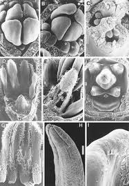 Image result for Bersama swynnertonii