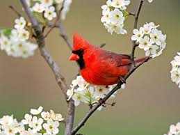 Black And Red Cardinal Black And Red Cardinal Bird Beautiful Birds Most Beautiful Birds Birds