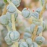 Image result for Caroxylon littoralis