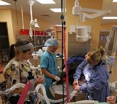 Find 2 listings related to angel memorial in waltham on yp.com. Greenwood Veterinarian Angel Animal Hospital